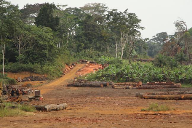 Equatorial Guinea Increases Protected Forests 
